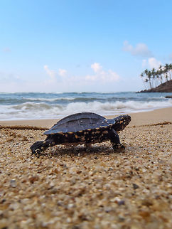 Excuse me! My wife and I nipped to sri lanka for a long weekend (don't hate us, it is only a 1h30 flight). We arrvied at a small homestay and descided to go chill on the beach. It was an empty beach, not private, but not a tourist one.  It was just us and some fishing boats...  well that is what we thought... We were sat, looking out to the sea when out of the corner of my eye, a little thing was crawling next to us...  it was a baby turtle, coming out of the sand and wandering to the sea! I did not have my camera or gear, just my waterproof point and shoot i use for beaches...  the image quality is dreadful, but it was an amazing situation and sensation! Never to be repeated, but always remembered! :) Eretmochelys imbricata,Geotagged,Hawksbill sea turtle,Lepidochelys olivacea,Olive ridley sea turtle,Spring,Sri Lanka