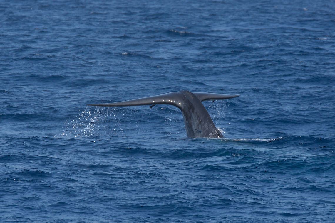 Blue whale It used to be you could see them from the shore of sri lanka, now, you need to go out about 1-2hrs to get to see them, but see them you will. During their migrations they pass the southern tip of Sri lanka in huge pods(?). There are also some permanent blue whale pods(?) in and around sri lanka! amazing, but it is becoming far too touristic! :( Balaenoptera musculus,Blue whale,Geotagged,Spring,Sri Lanka