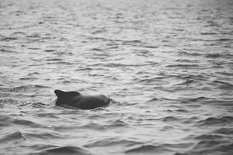 Plumbeous (Indian) humpback dolphin These dolphins are numerous around goa, and can be very playful! :) 5D mkIII,Fall,Geotagged,India,John rowell,Plumbeous humpback dolphin,Sousa plumbea,adhocphotographer