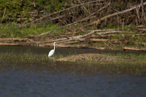 Sun bathing A mugger enjoying the last of the days light! This is my first Croc sighting in this park...   Crocodylus palustris,Geotagged,India,John Rowell,Kabini,Mugger crocodile,Wildlife,Winter,adhocphotographer,redearth