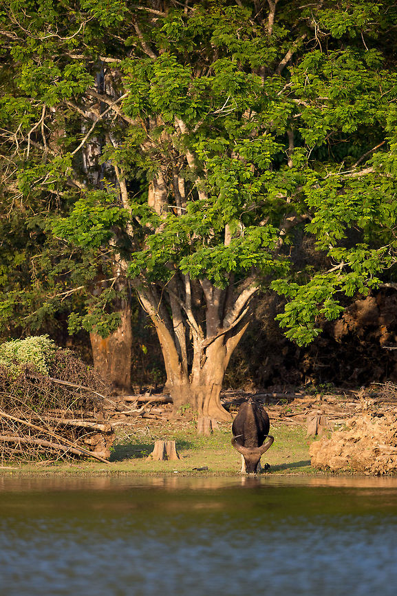 A dangerous place This was a Gaur drinking from the reservoir, less than 500m away from where we spotted the tiger strolling in the forest (<figure class="photo"><a href="https://www.jungledragon.com/image/26695/the_stroll.html" title="The stroll"><img src="https://s3.amazonaws.com/media.jungledragon.com/images/2233/26695_thumb.jpg?AWSAccessKeyId=05GMT0V3GWVNE7GGM1R2&Expires=1770854410&Signature=jo0Ff4tjqmUO%2FkFp93q0qqkt%2Bg4%3D" width="200" height="134" alt="The stroll This is what tigers really look like, strolling through the forrest in the dying days last rays of light! Majestic! Geotagged,India,John Rowell,Kabini,Panthera tigris,Tiger,Wildlife,Winter,adhocphotographer,redearth" /></a></figure> )...  We sat and i hoped for a kill, but to no avail. It highlights the risk taken for a drink! Bos gaurus,Gaur,Geotagged,India,John Rowell,Kabini,Wildlife,Winter,adhocphotographer,redearth