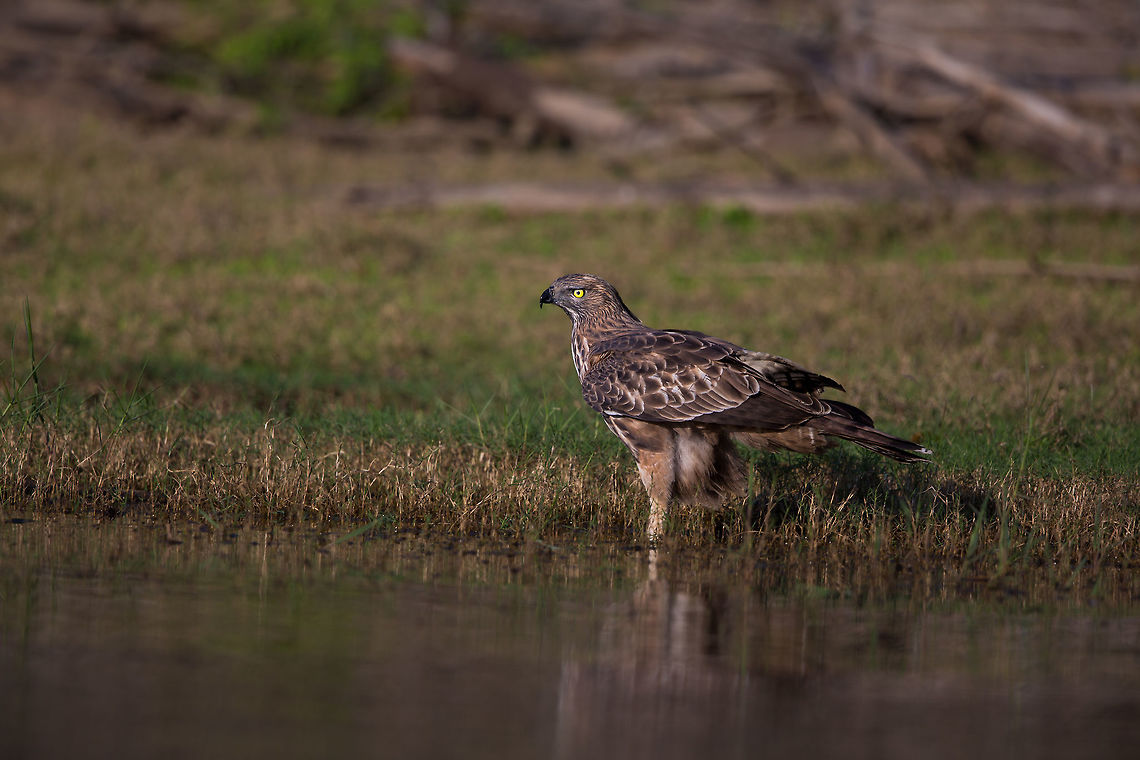 Hawk eagle taking a drink As summer is starting to set in, the waters edge is the best part of the jungle to be for spotting anything! :) Changeable Hawk-Eagle,Geotagged,India,John Rowell,Kabini,Nisaetus cirrhatus,Wildlife,Winter,adhocphotographer,redearth