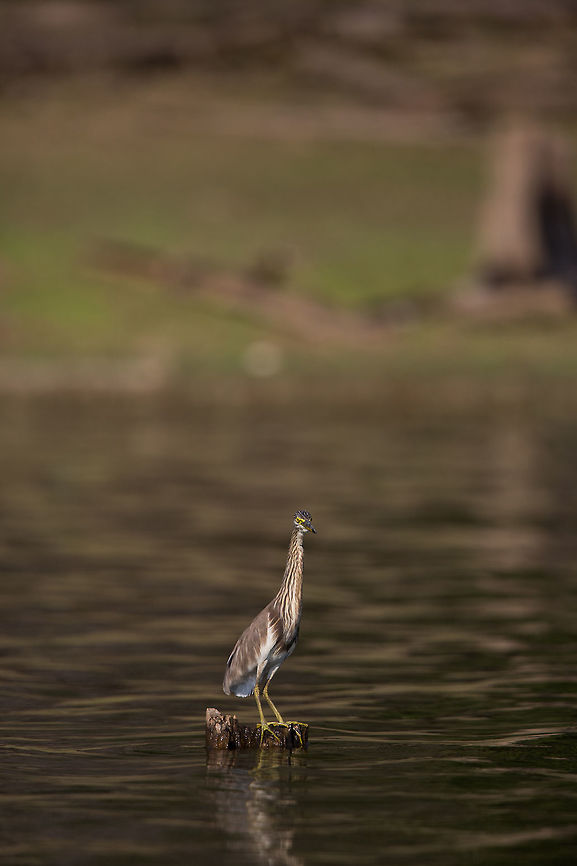 Any piece of land! Usually i see the pond heron on the shore, but this one was a bit confusing. Spotted form a far, it looked to be standing on the water. In fact it was on a dead tree that was just above the water line! Ardeola grayii,Geotagged,India,Indian Pond Heron,John Rowell,Kabini,Wildlife,Winter,adhocphotographer,redearth