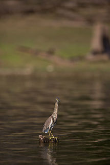Any piece of land! Usually i see the pond heron on the shore, but this one was a bit confusing. Spotted form a far, it looked to be standing on the water. In fact it was on a dead tree that was just above the water line! Ardeola grayii,Geotagged,India,Indian Pond Heron,John Rowell,Kabini,Wildlife,Winter,adhocphotographer,redearth