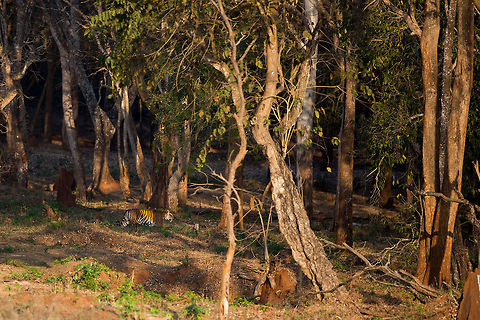 The stroll This is what tigers really look like, strolling through the forrest in the dying days last rays of light! Majestic! Geotagged,India,John Rowell,Kabini,Panthera tigris,Tiger,Wildlife,Winter,adhocphotographer,redearth