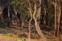 The stroll This is what tigers really look like, strolling through the forrest in the dying days last rays of light! Majestic! Geotagged,India,John Rowell,Kabini,Panthera tigris,Tiger,Wildlife,Winter,adhocphotographer,redearth