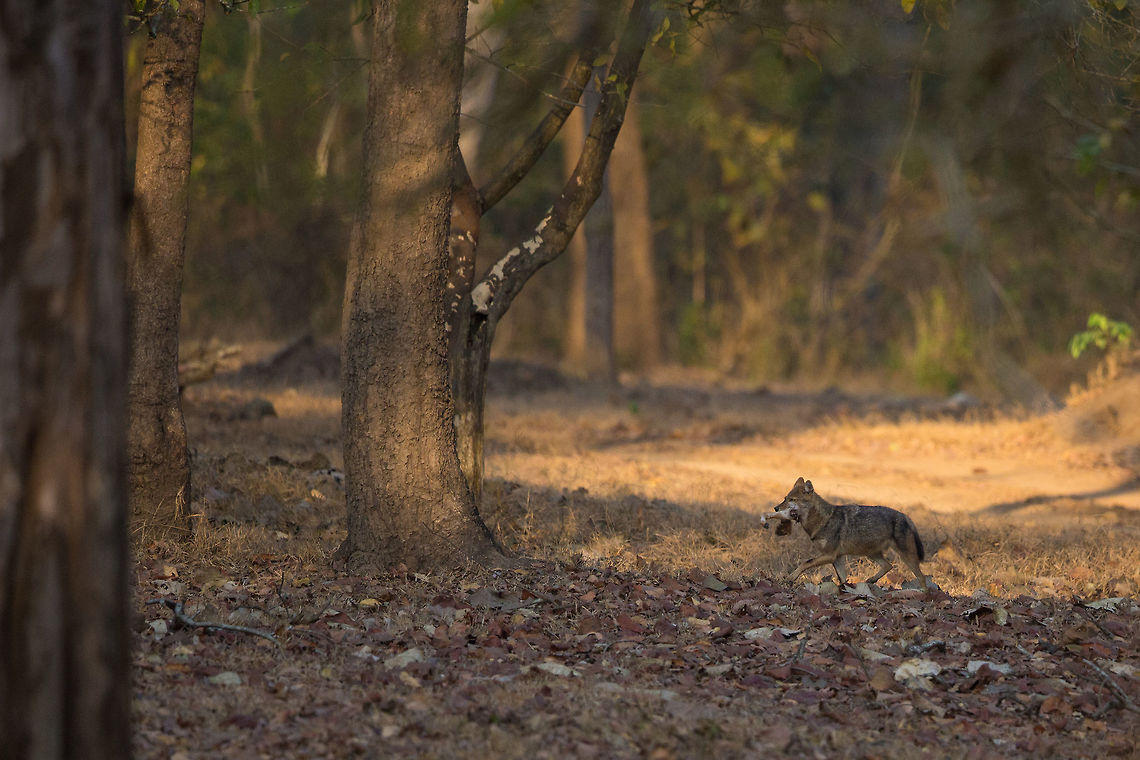 Breakfast A Jackal with a Chital leg in its mouth...  :) My first Jackal sighting in this park. Canis aureus,Canis aureus indicus,Geotagged,Golden jackal,India,Indian jackal,John Rowell,Kabini,Wildlife,Winter,adhocphotographer,redearth