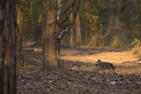 Breakfast A Jackal with a Chital leg in its mouth...  :) My first Jackal sighting in this park. Canis aureus,Canis aureus indicus,Geotagged,Golden jackal,India,Indian jackal,John Rowell,Kabini,Wildlife,Winter,adhocphotographer,redearth