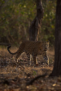 Scareface This tiger is called scarface, because of all the scares...  on his...  er.... face! :) It is one of the boldest Leopards in the park, and a favourite among many visitors! Geotagged,India,Indian leopard,John Rowell,Kabini,Panthera pardus fusca,Wildlife,Winter,adhocphotographer,redearth