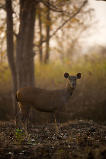 Sambar at dawn A female sambar in the morning dust and light! Geotagged,India,John Rowell,Kabini,Rusa unicolor,Sambar,Wildlife,Winter,adhocphotographer,redearth