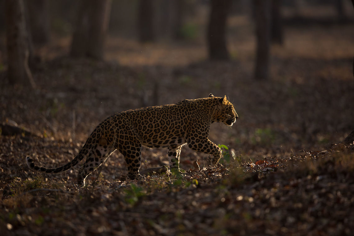 Morning leopard! It was the last safari of my set of 4...  we were driving by the back waters when we started to hear alarm calls. We moved towards them, coming to a cross road. This is where tracking skills come into play, and despite more noise coming from one road, we went down the perpendicular one. Not 5 minutes later, this leopard crossed right in front of us. Love it! Geotagged,India,Indian leopard,John Rowell,Kabini,Panthera pardus fusca,Wildlife,Winter,adhocphotographer,redearth
