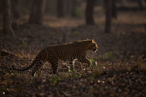 Morning leopard! It was the last safari of my set of 4...  we were driving by the back waters when we started to hear alarm calls. We moved towards them, coming to a cross road. This is where tracking skills come into play, and despite more noise coming from one road, we went down the perpendicular one. Not 5 minutes later, this leopard crossed right in front of us. Love it! Geotagged,India,Indian leopard,John Rowell,Kabini,Panthera pardus fusca,Wildlife,Winter,adhocphotographer,redearth