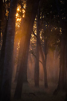 The jungle Sunrise and dust with bare teak trees = worth getting up at 5am for! :) C.P.Teak,Geotagged,India,John Rowell,Kabini,Nagpur Teak,Teak,Tectona grandis,Wildlife,Winter,adhocphotographer,redearth