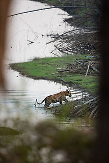 Young male crossing This 1 1/2 year old male crosses a river inlet. It's mother and litter mate are close by, but not seen! Geotagged,India,John Rowell,Kabini,Panthera tigris,Tiger,Wildlife,Winter,adhocphotographer,redearth
