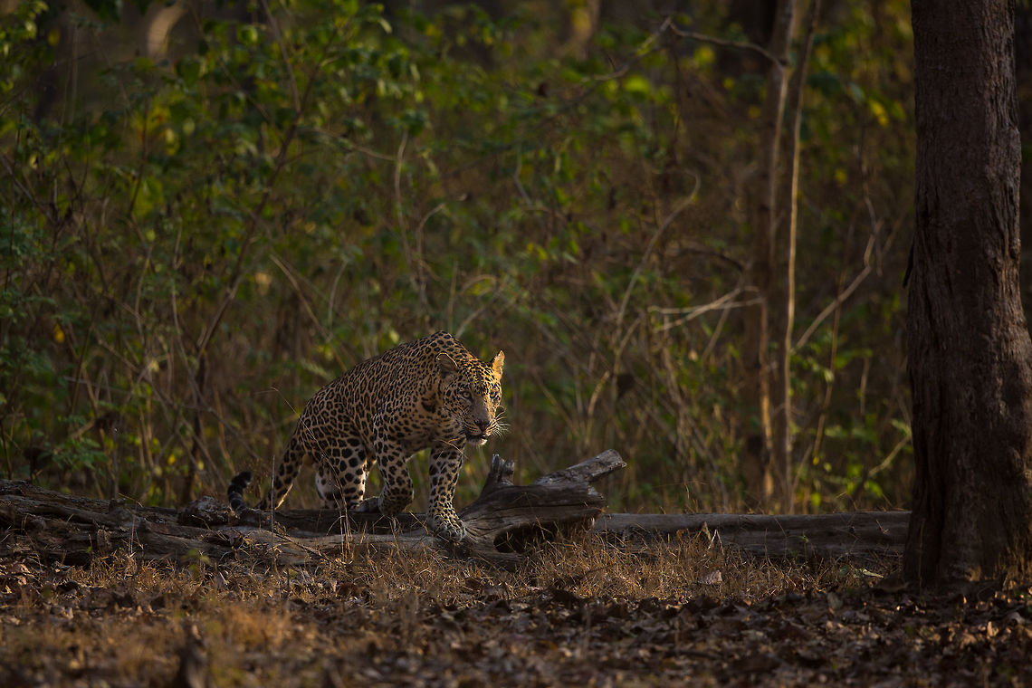 Emergence Sitting, scanning the tree line, hoping, waiting and then finally emerging!  Geotagged,India,Indian leopard,John Rowell,Kabini,Panthera pardus fusca,Wildlife,Winter,adhocphotographer,redearth