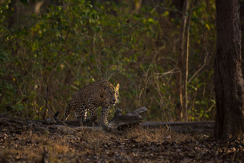 Emergence Sitting, scanning the tree line, hoping, waiting and then finally emerging!  Geotagged,India,Indian leopard,John Rowell,Kabini,Panthera pardus fusca,Wildlife,Winter,adhocphotographer,redearth