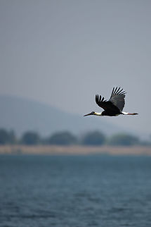 Woolly-neck in flights To continue my exploration of birds in flight...  albeit an accidental attempt. I tried to sneak up on it for my composition, but it spotted me and this was the only shot i could get! :) Ciconia episcopus,Geotagged,India,John Rowell,Kabini,Wildlife,Winter,Woolly-necked Stork,adhocphotographer,redearth
