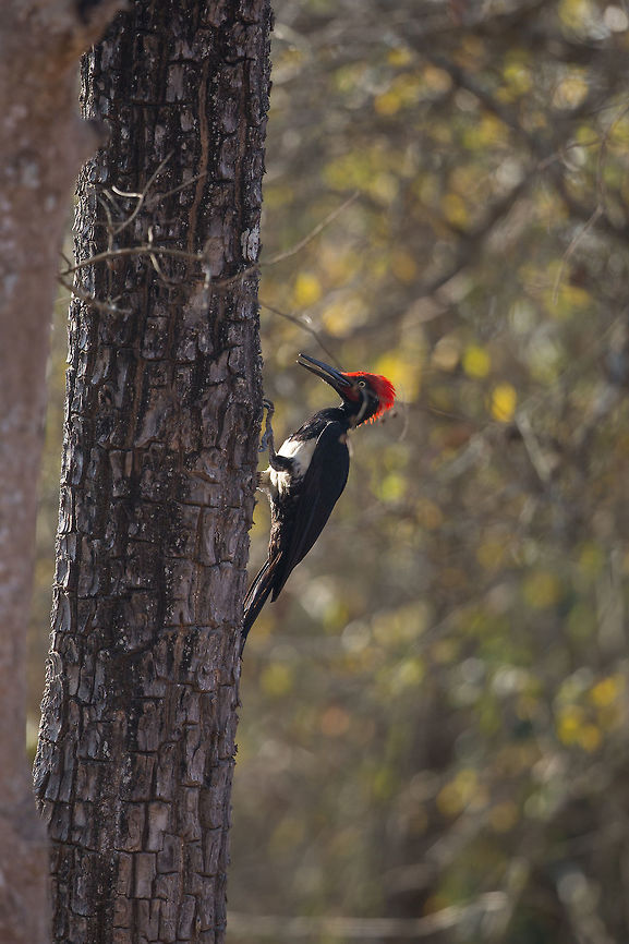 white-bellied woodpecker - closeup Wow...  shooting woodpeckers is hard, they tend to hide around the other side of the tree, so after years of trying, this one was close enough for long enough for me to take a shot! :) Happy me! Dryocopus javensis,Geotagged,India,John Rowell,Kabini,Wildlife,Winter,adhocphotographer,redearth,white-bellied woodpecker
