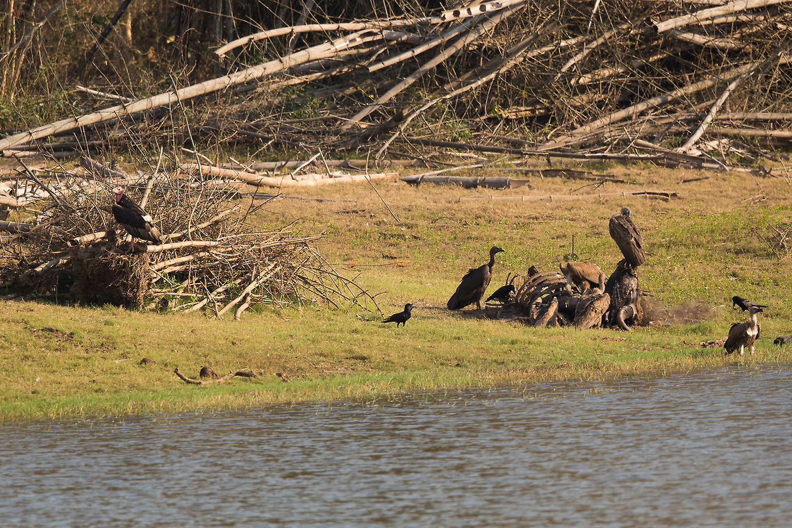 Red-headed Vulture - Left Red-headed Vulture (on the left) sat on some dead bamboo next to a Gaur corps being munched on by some Indian Vultures! :) Rare to see it in this part of India...  woohoo! :) Geotagged,India,John Rowell,Kabini,Red-headed Vulture,Sarcogyps calvus,Wildlife,Winter,adhocphotographer,redearth