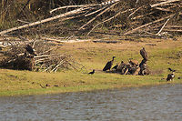 Red-headed Vulture - Left Red-headed Vulture (on the left) sat on some dead bamboo next to a Gaur corps being munched on by some Indian Vultures! :) Rare to see it in this part of India...  woohoo! :) Geotagged,India,John Rowell,Kabini,Red-headed Vulture,Sarcogyps calvus,Wildlife,Winter,adhocphotographer,redearth