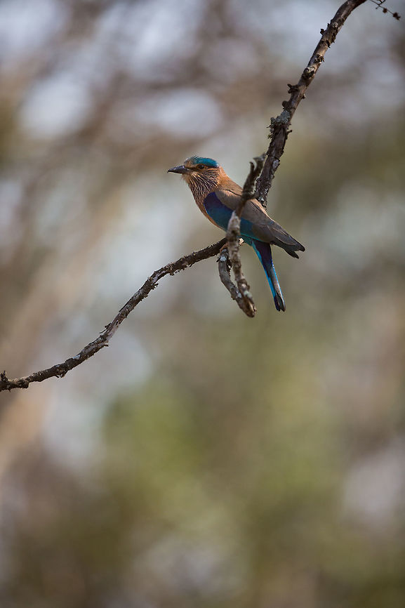Roller crazy This time in the forest, there were rollers everywhere. It felt like every other tree had one on! Very strange. I would not normally shoot it, but i like to make record shots! :) Coracias benghalensis,Geotagged,India,Indian Roller,John Rowell,Kabini,Wildlife,Winter,adhocphotographer,redearth