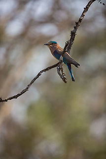 Roller crazy This time in the forest, there were rollers everywhere. It felt like every other tree had one on! Very strange. I would not normally shoot it, but i like to make record shots! :) Coracias benghalensis,Geotagged,India,Indian Roller,John Rowell,Kabini,Wildlife,Winter,adhocphotographer,redearth
