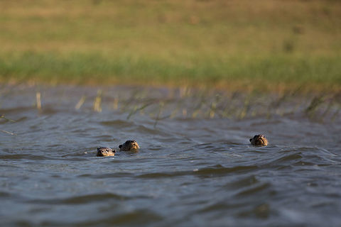 Swimming with otters At last, i actually managed to get close to these beauties! :) Geotagged,India,John Rowell,Kabini,Lutrogale perspicillata,Smooth-coated otter,Wildlife,Winter,adhocphotographer,redearth