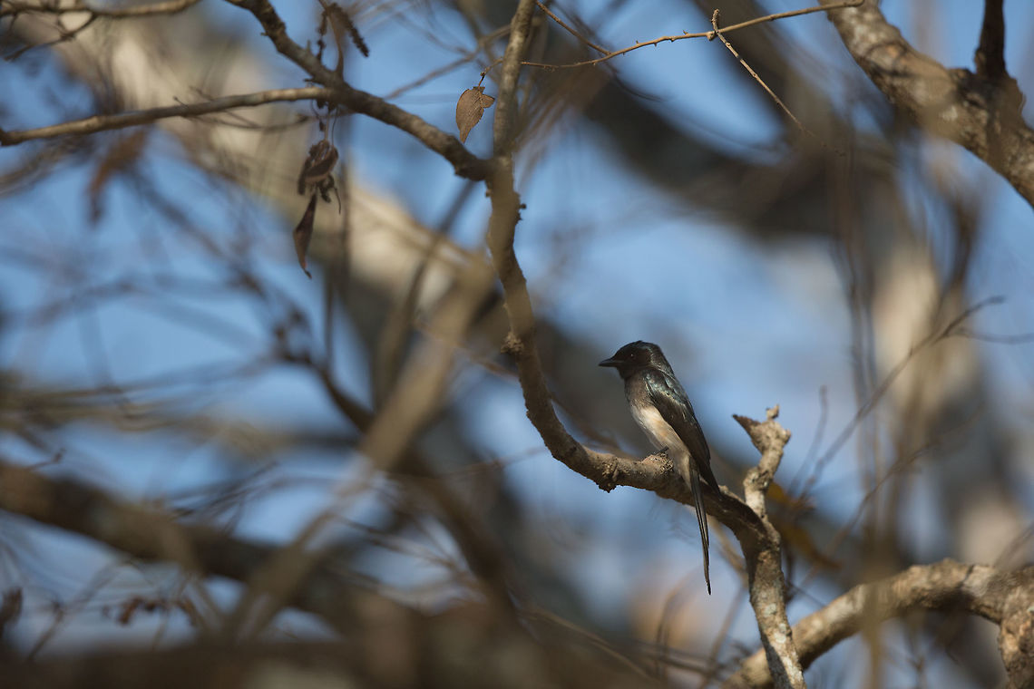 The White-bellied drongo This one has been on my wish list to see for a while...  first time i see one, it perches right in front of me! The racket-tailed drongo i see frequently, but have always failed to take a decent shot of! :( Next time perhaps! :) Dicrurus caerulescens,Geotagged,India,John Rowell,Kabini,White-bellied drongo,Wildlife,Winter,adhocphotographer,redearth