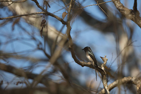 The White-bellied drongo This one has been on my wish list to see for a while...  first time i see one, it perches right in front of me! The racket-tailed drongo i see frequently, but have always failed to take a decent shot of! :( Next time perhaps! :) Dicrurus caerulescens,Geotagged,India,John Rowell,Kabini,White-bellied drongo,Wildlife,Winter,adhocphotographer,redearth