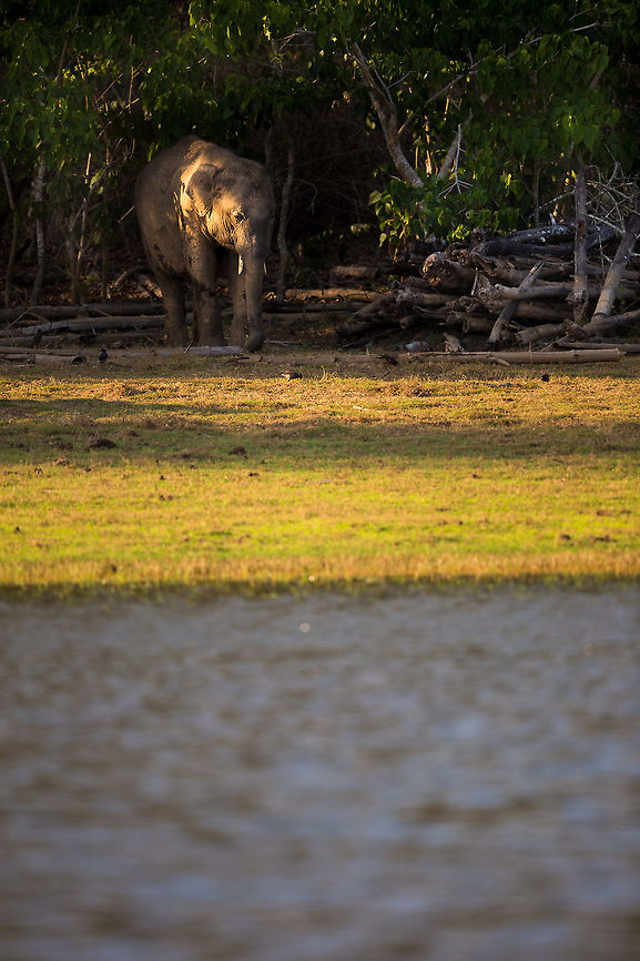Hiding, waiting, watching This young elephant retreated into the bushes when our boat came close. I told the driver to back away (suited me with my big lens), and as we did, it ventured out into the evening light...  stunning! :) Elephas maximus indicus,Geotagged,India,Indian Elephant,John Rowell,Kabini,Wildlife,Winter,adhocphotographer,redearth