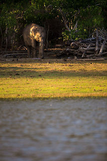 Hiding, waiting, watching This young elephant retreated into the bushes when our boat came close. I told the driver to back away (suited me with my big lens), and as we did, it ventured out into the evening light...  stunning! :) Elephas maximus indicus,Geotagged,India,Indian Elephant,John Rowell,Kabini,Wildlife,Winter,adhocphotographer,redearth
