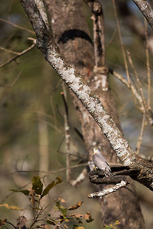 The Common hawk-cuckoo At first, when it flew above my head before perching nearby, i thought it was a Shikra (). But it turns out to be a common hawk-cuckoo. A new one off of my list! :) Common hawk-cuckoo,Geotagged,Hierococcyx varius,India,John Rowell,Kabini,Wildlife,Winter,adhocphotographer,redearth