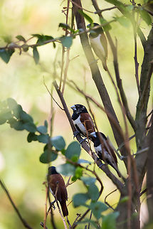 The bush next door I came out of my cottage to find a little bush full of these guys...  what a great morning surprise! :) Geotagged,India,John Rowell,Kabini,Lonchura malacca,Tricoloured munia,Wildlife,Winter,adhocphotographer,redearth