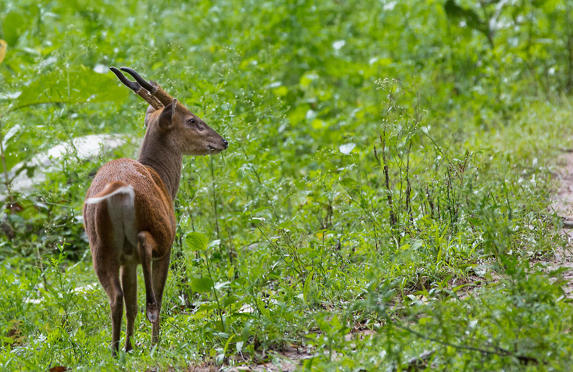 Gotcha These skittish guys are really hard to shoot...  usually when they see you, they're gone...  so you have to sneak up behind them! :) 5D mkIII,Geotagged,India,Indian muntjac,Muntiacus muntjak,Summer