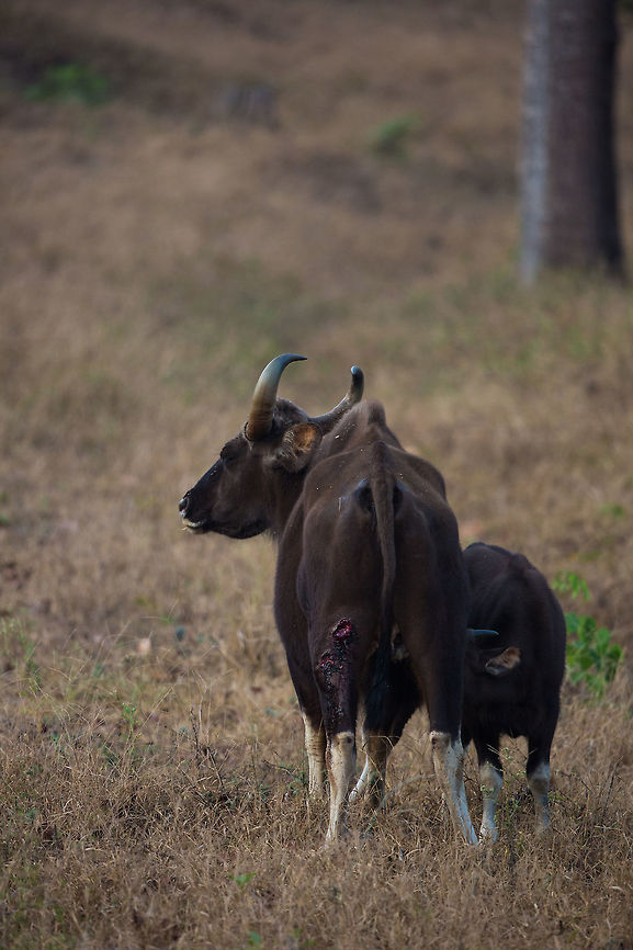 The reality This gaur has been attacked by a pack of wild dogs (Dhole ; <figure class="photo"><a href="https://www.jungledragon.com/image/26142/a_close_shave.html" title="A close shave..."><img src="https://s3.amazonaws.com/media.jungledragon.com/images/2233/26142_thumb.jpg?AWSAccessKeyId=05GMT0V3GWVNE7GGM1R2&Expires=1759968010&Signature=x%2FKclZtqRMBEDCaajjl1JLtH3f4%3D" width="200" height="134" alt="A close shave... We were driving though the forrest on our safari and to cut a long story short, we got stuck, having to get out of the jeep to push it free....  having done so, we looked around laughing, and noticed a pack of dhole 10 meter away, just watching us! I grabbed my camera, fired off a few shots, and got this one...  it is as close as i have ever been to one! :) Cuon alpinus,Dhole,Fall,Geotagged,India" /></a></figure> ). It obviously got away, but the gaur is left wounded and the dogs hungry. No one was a winner, just a survivor!  Bos gaurus,Gaur,Geotagged,India,John Rowell,Kabini,Wildlife,Winter,adhocphotographer,redearth