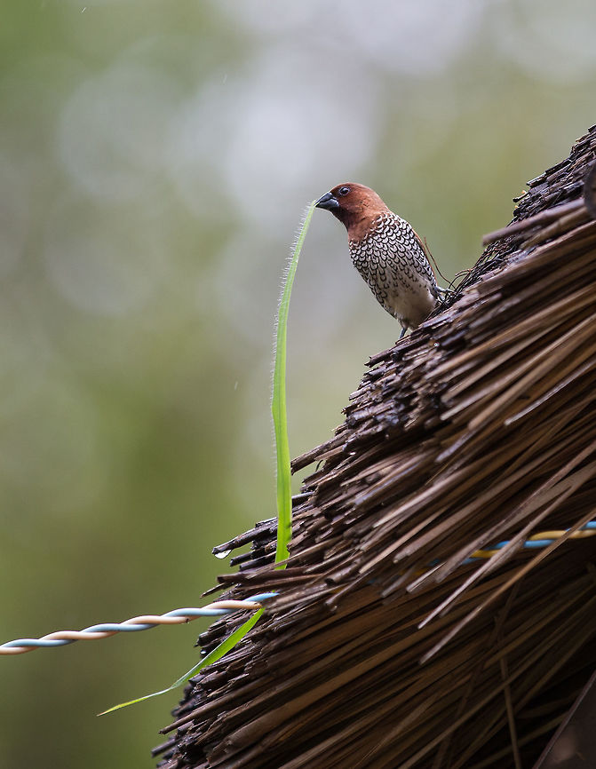 The Scaly-breasted Munia This little fella was sat on the roof of our cottage...  i loved just watching it fly to and fro building its nest. We were it&#039;s mid-flight layover! :) 5D mkIII,Geotagged,India,Lonchura punctulata,Scaly-breasted Munia,Summer