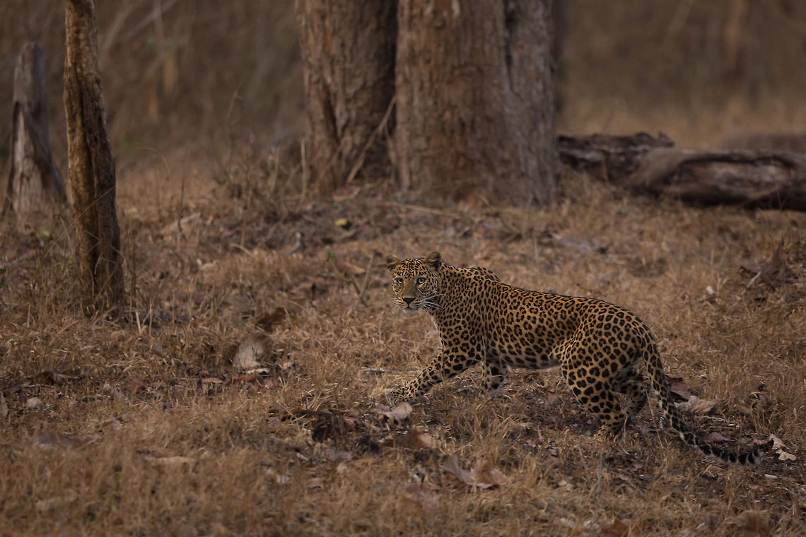 The crossing.... (young female leopard) ...  I was on my way for a safari, driving along the state highway on the edge of the national park when a &#039;lump&#039; caught my eye...  I can&#039;t explain it, it just looked a little out of place, so i slowed to take a better look. To my astonishment, it was a leopard, crouching in the scrub on the right side of the road waiting to cross. I sat and watched, smiling. Then a stupid car behind me, flew past me honking it&#039;s horn. The leopard panicked and dashed across the road in front of the idiot driver, who only narrowly missed hitting it. The car drove on, but the leopard looked back straight at me, paused briefly, then sauntered into the forest.<br />
<br />
I had my camera ready and with me, so managed to get this shot. It is not the best shot, but a particularly memorable one for me. For those driving threw/near forests, please be mindful of the wildlife. We are invading their home, not the other way around. If things had gone slightly differently, this would have been a depressing image of a dead leopard on a road. So i look at this image and think how fragile life is, and how clumsy humanity is. <br />
<br />
The government here in Karnataka is constantly arguing with it&#039;s neighbouring states about road access. In order to get from Karnataka to Tamil Nadu or Kerala, you need to drive through the elephant belt, which includes several national parks, tiger reserve, the niligiri biosphere, or the western ghats. The Karnataka government close these roads from 6pm until 6am (give or take) in order to give the animals some piece, a restriction the southern states dislike as it limits their movement. Stick to your guns Karnataka, limit access and remain the state with the biggest tiger growth in India. Geotagged,India,Indian leopard,Kabini,Karnataka,Nagarhole National Park,Panthera pardus fusca,State Highway 33,Winter