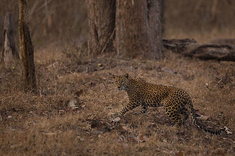 The crossing.... (young female leopard) ...  I was on my way for a safari, driving along the state highway on the edge of the national park when a 'lump' caught my eye...  I can't explain it, it just looked a little out of place, so i slowed to take a better look. To my astonishment, it was a leopard, crouching in the scrub on the right side of the road waiting to cross. I sat and watched, smiling. Then a stupid car behind me, flew past me honking it's horn. The leopard panicked and dashed across the road in front of the idiot driver, who only narrowly missed hitting it. The car drove on, but the leopard looked back straight at me, paused briefly, then sauntered into the forest.

I had my camera ready and with me, so managed to get this shot. It is not the best shot, but a particularly memorable one for me. For those driving threw/near forests, please be mindful of the wildlife. We are invading their home, not the other way around. If things had gone slightly differently, this would have been a depressing image of a dead leopard on a road. So i look at this image and think how fragile life is, and how clumsy humanity is. 

The government here in Karnataka is constantly arguing with it's neighbouring states about road access. In order to get from Karnataka to Tamil Nadu or Kerala, you need to drive through the elephant belt, which includes several national parks, tiger reserve, the niligiri biosphere, or the western ghats. The Karnataka government close these roads from 6pm until 6am (give or take) in order to give the animals some piece, a restriction the southern states dislike as it limits their movement. Stick to your guns Karnataka, limit access and remain the state with the biggest tiger growth in India. Geotagged,India,Indian leopard,Kabini,Karnataka,Nagarhole National Park,Panthera pardus fusca,State Highway 33,Winter