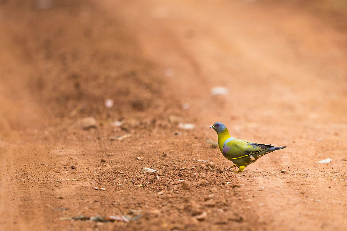 The Yellow-footed green pigeon This bird is considered to be of least concern, but it is exceptional rare to see. When causing around the forest, i annoyed many fellow safari goers eager for tigers/leopards/bears etc, by making the driver stop for 5 mins, while i shot this little guy pecking around at the road. People who say pigeons are &#039;fly rats&#039; need to re-examine their beliefs... Then again, if these where the pigeons of cities, they would probably not have gotten that reputation anyway! :) April2015competition,Geotagged,India,John rowell,Treron phoenicoptera,Winter,Yellow-footed green pigeon,adhocphotographer