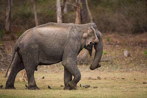The toothless male Sadly, the incidence of tusk-less males is becoming more and more common in India. It is thought to be due to poaching, if all the big tuskers are lost, these big teeth genes are being lost. Evolution in progress. In addition to this, the physical morphology is changing in these elephants too. African elephants have generally had the top of their heads being above their back, where an asian elephants back was the 'top' of the animal. This trend is shifting, the heads of the asian elephants are thought to be rising up in compensation for loosing their tusks*.

*this is a personal correspondence with scientists researching this theory! April2015competition,Elephas maximus indicus,Geotagged,India,Indian Elephant,John Rowell,Winter,adhocphotographer