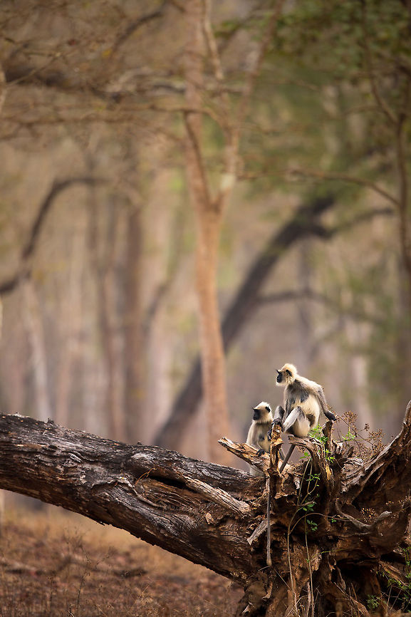 My eyes and ears in the forest. I am a big fan of monkeys in general, but in the forest, i feel particularly close to them as they are my eyes and ears for the big cats. Their alarm calls help me track and locate big cats, and the opposite is true. If they are sat around, relaxed and enjoying a good tree-stump, there is probably not an active cat nearby! Great to watch and great to help you track...  thanks guys, have a break, you deserve it! :) Geotagged,India,Northern plains gray langur,Semnopithecus dussumieri,Semnopithecus entellus,Southern plains gray langur,Winter