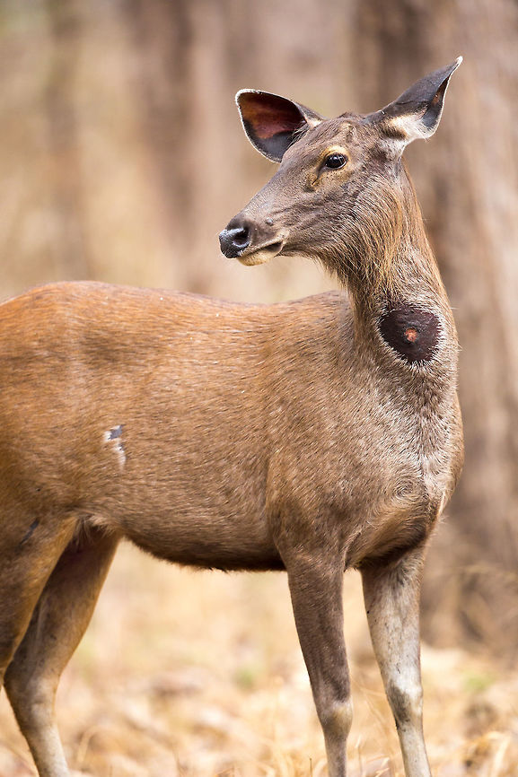 The “sore” spot Many times when I am on safari in the forests of India, I hear someone exclaim, usually in alarm, that there is a wounded deer over there. 99% of the time this ends up being a Sambar with a large open sore oozing blood on the ventral surface of the neck. This is a common sight, but despite that, scientists do not know what it is, or why it happens! It is always visible but is most obvious and &lsquo;oozy&rsquo; in the rutting season, from November to December. Because of this seasonal fluctuation, it is thought to be some kind of gland, and the ooze coming out of it is not actually blood but a fluid that may act as some kind of pheromone. It is a still a mystery, and not one is entirely sure what it is, what it is for and why it happens. It is important to note it is present on both male and female deer.<br />
<br />
After many attempts, I managed to get a clean shot of the sore spot on this doe. It is out of season and not oozing, but is still very pronounced.<br />
 April2015competition,Geotagged,India,John Rowell,Rusa unicolor,Sambar,Winter,adhocphotographer,sore spot