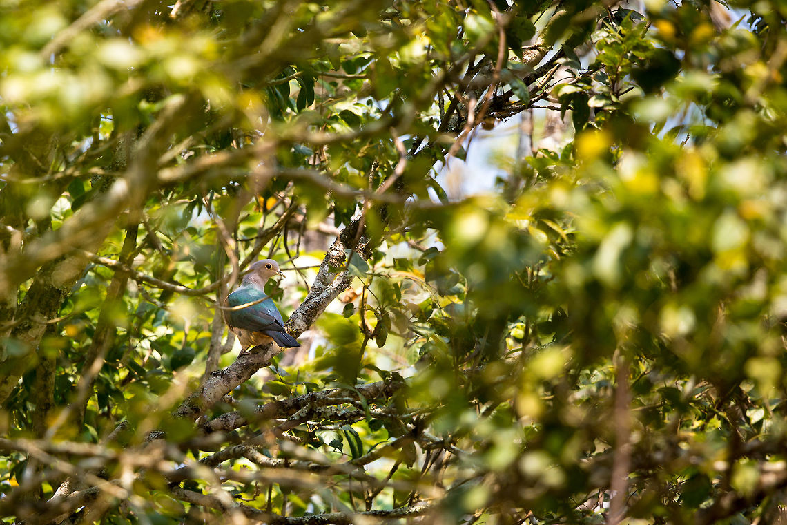 The green imperial pigeon I seem to be on a bit of a pigeon run, spotting many that i&#039;ve been on the lookout for a long time. I love the colours of this one, and despite it&#039;s attempts to hide amounts the branches of a tree, I managed to get a clear(ish) shot of it. A beauty in the forest. 2015,Bandipur National Park,Ducula aenea,Geotagged,Green imperial pigeon,India,John Rowell,Karnataka,National Park,Winter,adhocphotographer,asia,copyright