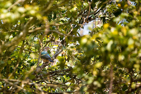The green imperial pigeon I seem to be on a bit of a pigeon run, spotting many that i've been on the lookout for a long time. I love the colours of this one, and despite it's attempts to hide amounts the branches of a tree, I managed to get a clear(ish) shot of it. A beauty in the forest. 2015,Bandipur National Park,Ducula aenea,Geotagged,Green imperial pigeon,India,John Rowell,Karnataka,National Park,Winter,adhocphotographer,asia,copyright