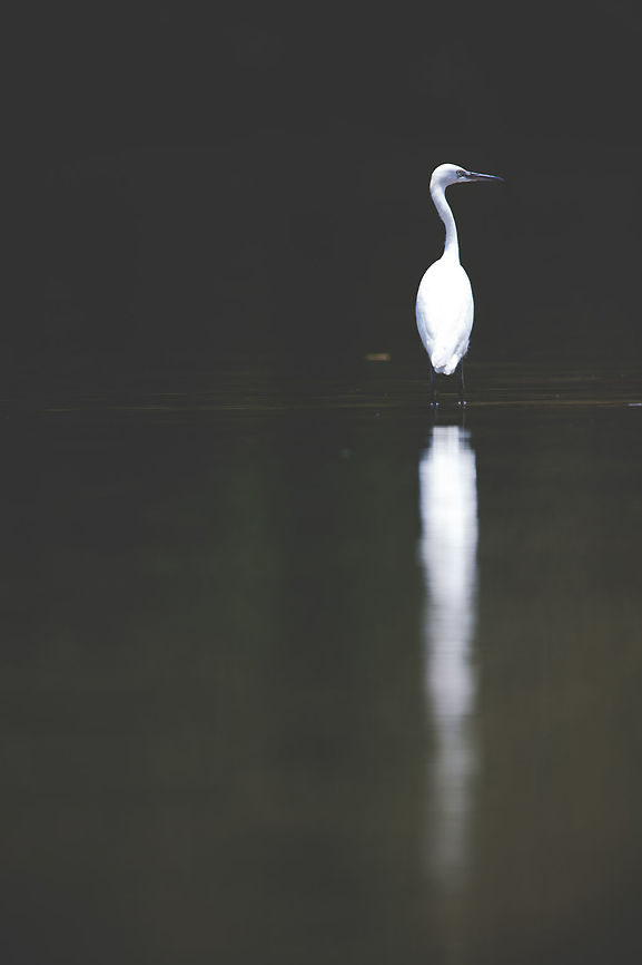 Little egret - art processing I don&#039;t do arty type processing often, but this image was perfect for it! :) I hope you like it. It is something a bit different. April2015competition,Egretta garzetta,Geotagged,India,Little Egret,Spring,adhocphotographer,art,john rowell