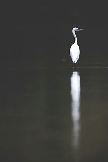 Little egret - art processing I don't do arty type processing often, but this image was perfect for it! :) I hope you like it. It is something a bit different. April2015competition,Egretta garzetta,Geotagged,India,Little Egret,Spring,adhocphotographer,art,john rowell