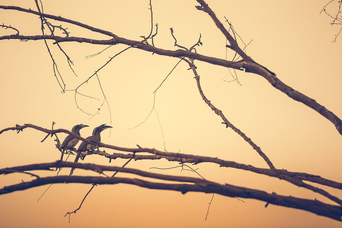 Hornbills at dawn! I went to Ranganthittu bird sanctuary this morning...  early, really early (left home at 3am). The great thing of dawn, is the sheer number of hornbills about... They may be grey hornbills, but with the dawn light, there is still colour! :) April2015competition,Geotagged,India,Indian Grey Hornbill,Ocyceros griseus,Spring,adhocphotographer,john rowell