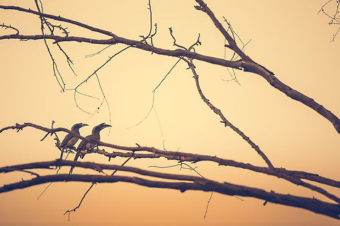 Hornbills at dawn! I went to Ranganthittu bird sanctuary this morning...  early, really early (left home at 3am). The great thing of dawn, is the sheer number of hornbills about... They may be grey hornbills, but with the dawn light, there is still colour! :) April2015competition,Geotagged,India,Indian Grey Hornbill,Ocyceros griseus,Spring,adhocphotographer,john rowell