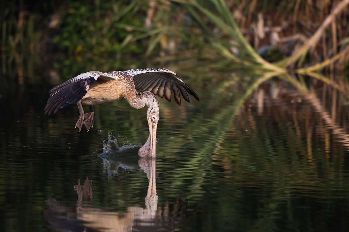 Pelican fishing After MANY attempts and waiting, i managed to get a shot of the pelican with it&#039;s beak in the water.  April2015competition,Geotagged,India,Pelecanus philippensis,Spot-billed pelican,Spring,adhocphotographer,john rowell,karnataka