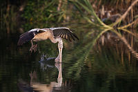 Pelican fishing After MANY attempts and waiting, i managed to get a shot of the pelican with it's beak in the water.  April2015competition,Geotagged,India,Pelecanus philippensis,Spot-billed pelican,Spring,adhocphotographer,john rowell,karnataka